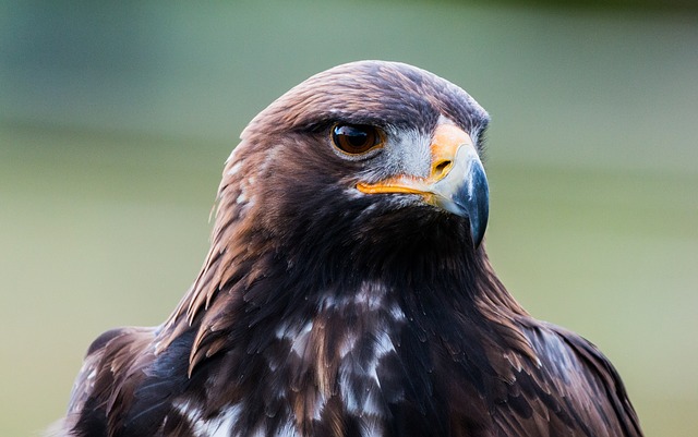 Source: pixabay.com - search: Steinadler Adler Vogel Federn Natur Wildvogel - Download: 19.12.2022 - BY: A_Different_Perspective - CC: 0 Source: pixabay.com - search: Steinadler Adler Vogel Federn Natur Wildvogel - Download: 19.12.2022 - BY: A_Different_Perspective - CC: 0