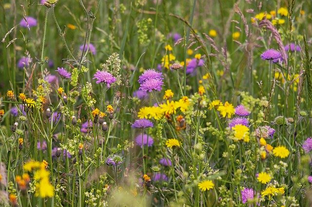 Blumenwiese Source: pixabay.com - search: Wildblumenwiese Blumen Acker-Witwenblumen Löwenzahn - Download: 19.12.2022 - BY: Couleur - CC: 0 Blumenwiese Source: pixabay.com - search: Wildblumenwiese Blumen Acker-Witwenblumen Löwenzahn - Download: 19.12.2022 - BY: Couleur - CC: 0